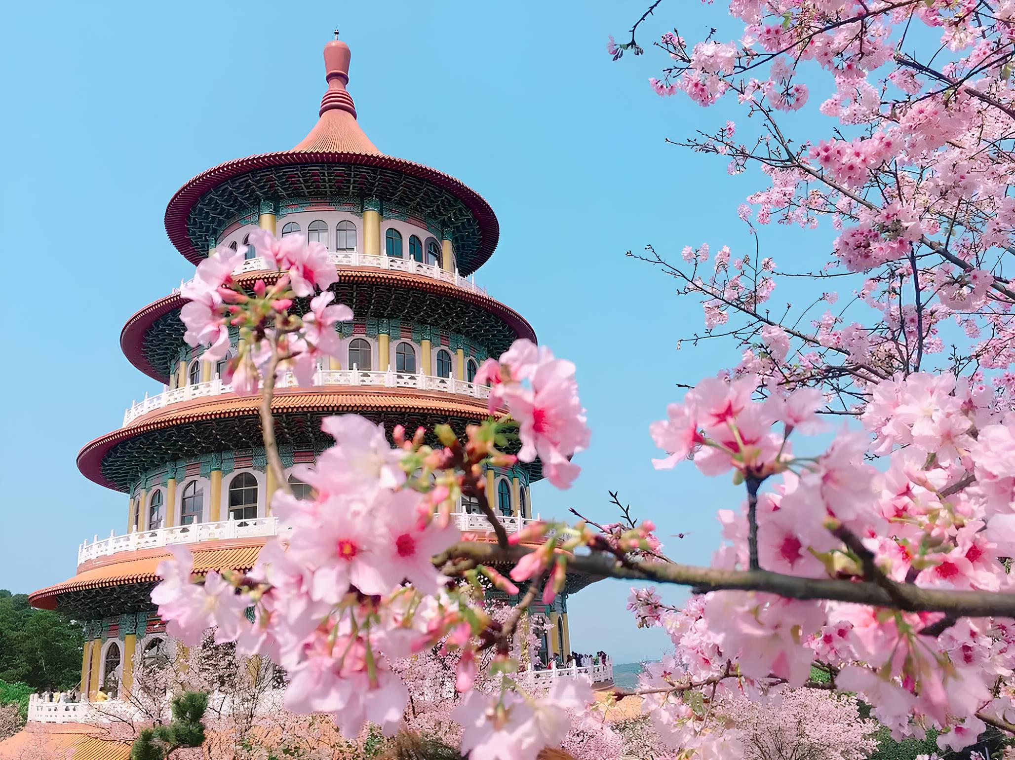 du lịch đài loan mùa hoa anh đào​