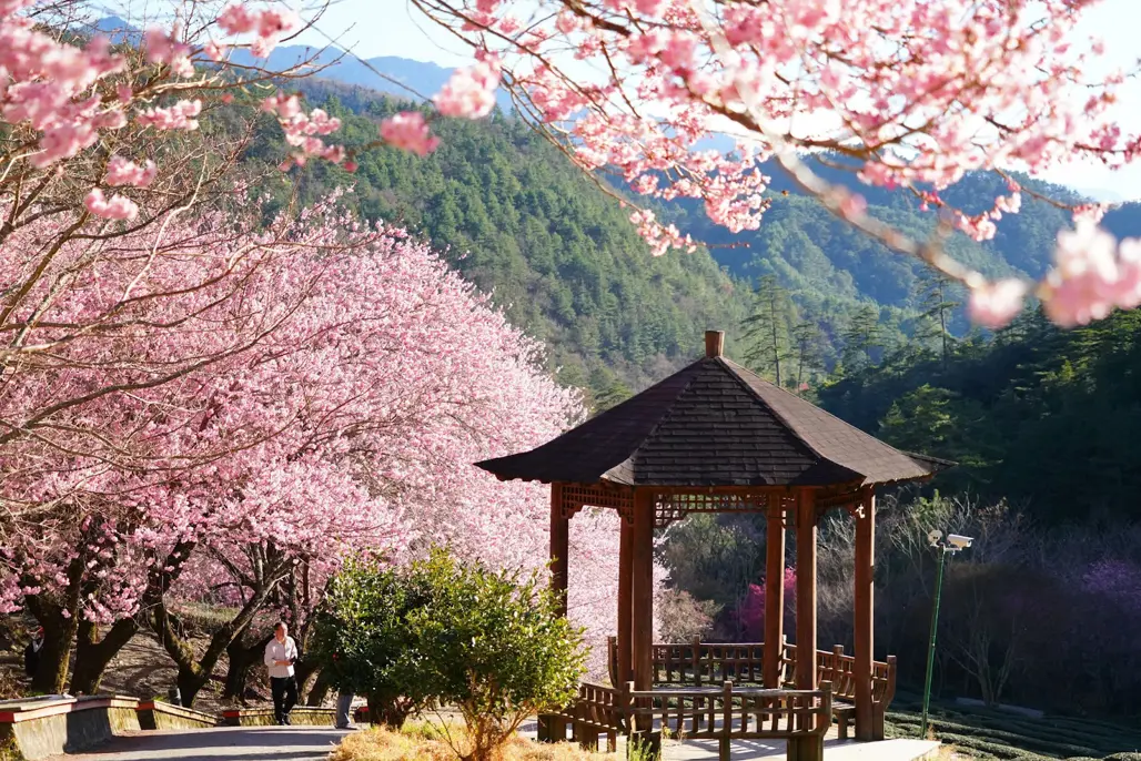hoa anh đào Đài Loan